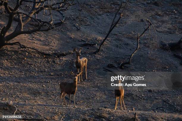 Family of deer gather around burned trees from the Palisades Fire at Will Rogers State Park on January 9, 2025 in the Pacific Palisades neighborhood...