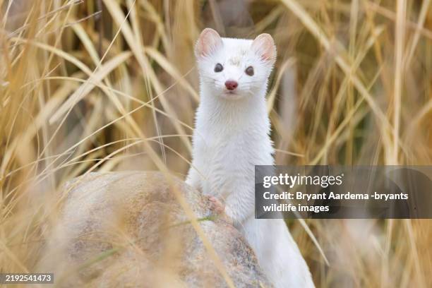 ermine portrait - weasel stock pictures, royalty-free photos & images