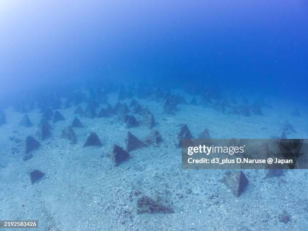 Triangular Shellfish 129 Horned Turban Stock Photos, High-Res Pictures, and Images - Getty ...