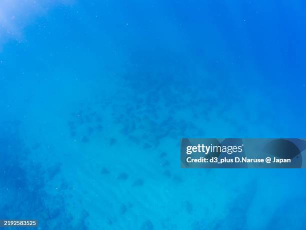Triangular Shellfish 66 サザエ Stock Photos, High-Res Pictures, and Images - Getty Images
