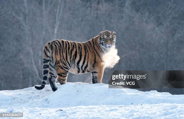 Siberian tiger rests in the snow at the Hengdaohezi Siberian tiger park on January 5, 2025 in Hailin, Mudanjiang City, Heilongjiang Province of China.