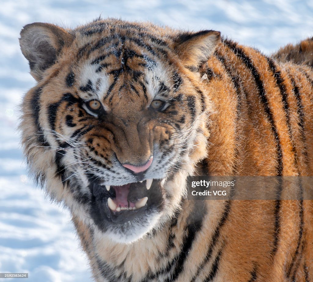 Siberian Tigers Frolic In Snow In Northeast China's Heilongjiang