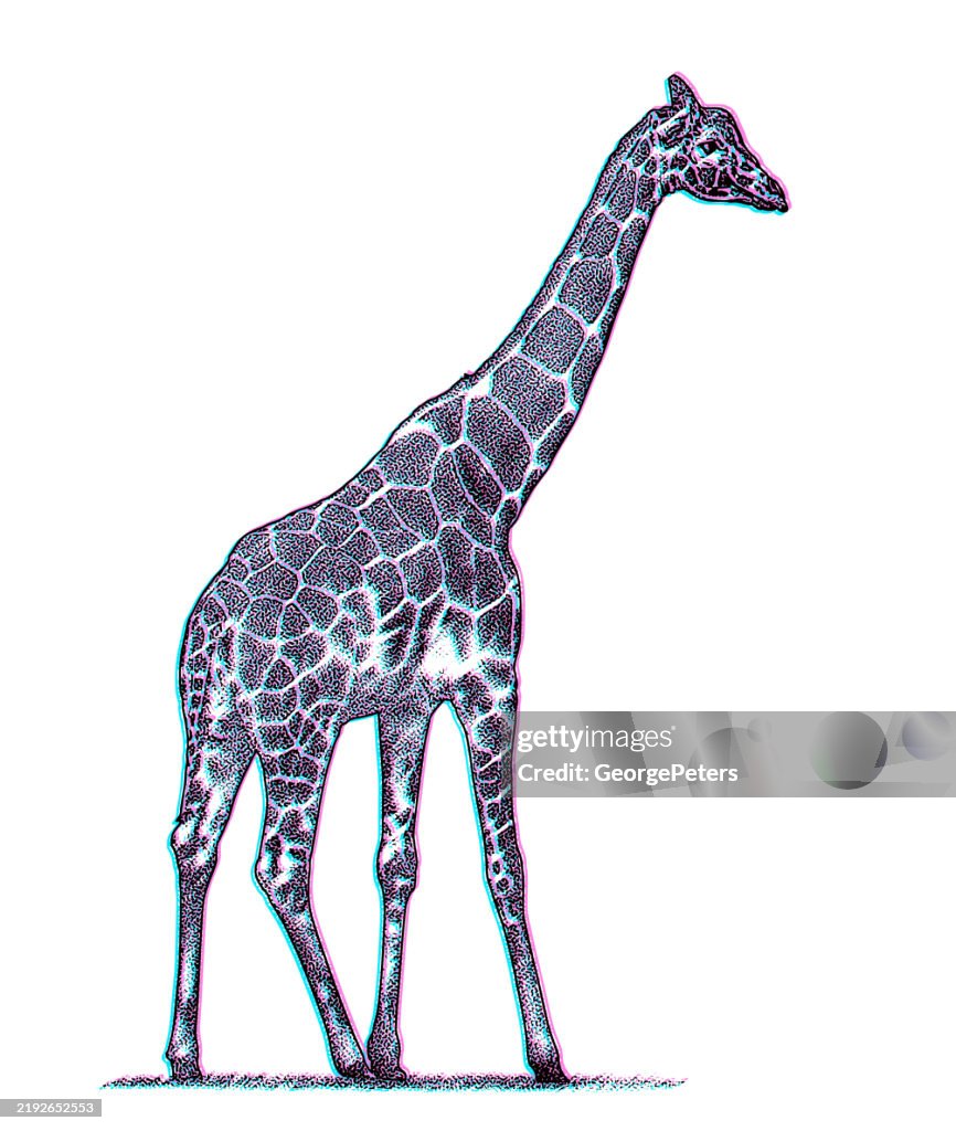 Giraffe cut out on white background