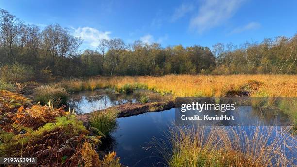 peat bog, risley moss.cheshire - swamp stock pictures, royalty-free photos & images