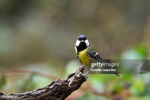 kohlmeise (parus wichtigen) - kohlmeise stock-fotos und bilder