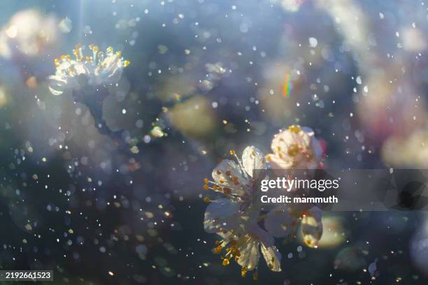 springtime close-up of cherry blossoms with pollen particles floating in the air - spring allergies stock pictures, royalty-free photos & images