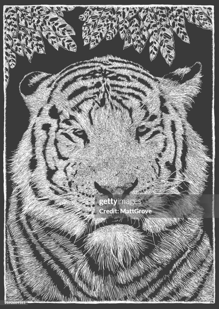 Bengal White Tiger