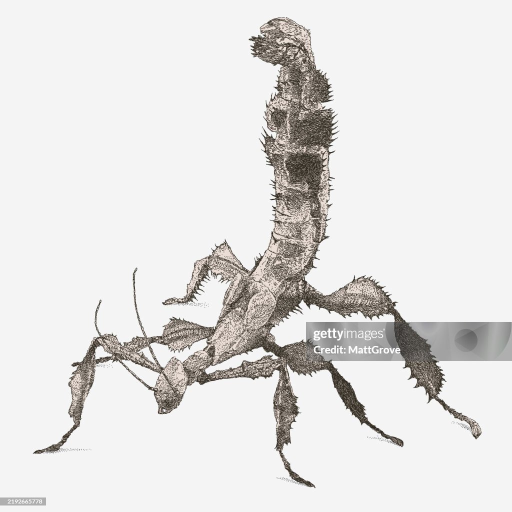 Spiny Leaf Insect