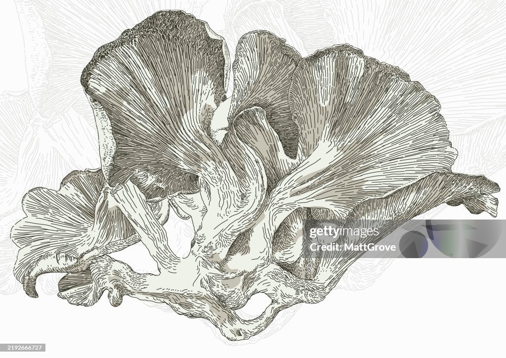 Oyster Mushroom Hiratake
