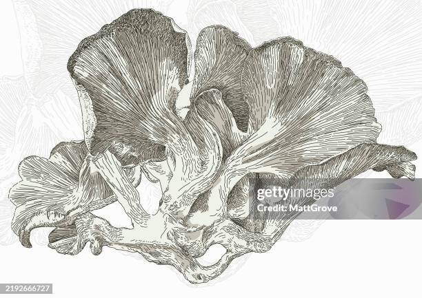 oyster mushroom hiratake - oyster mushroom stock illustrations