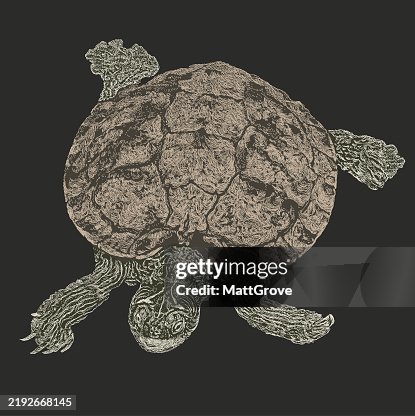 Northern Map Turtle Northern Map Turtle