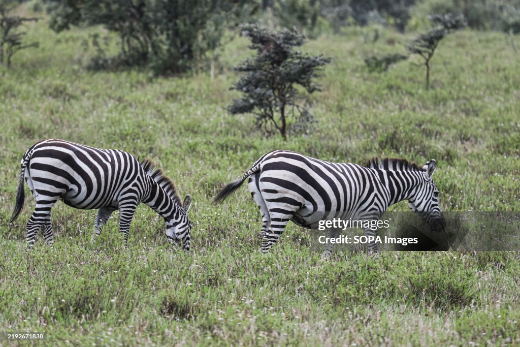 Zebras seen grazing at the Hell's Gate National Park in...