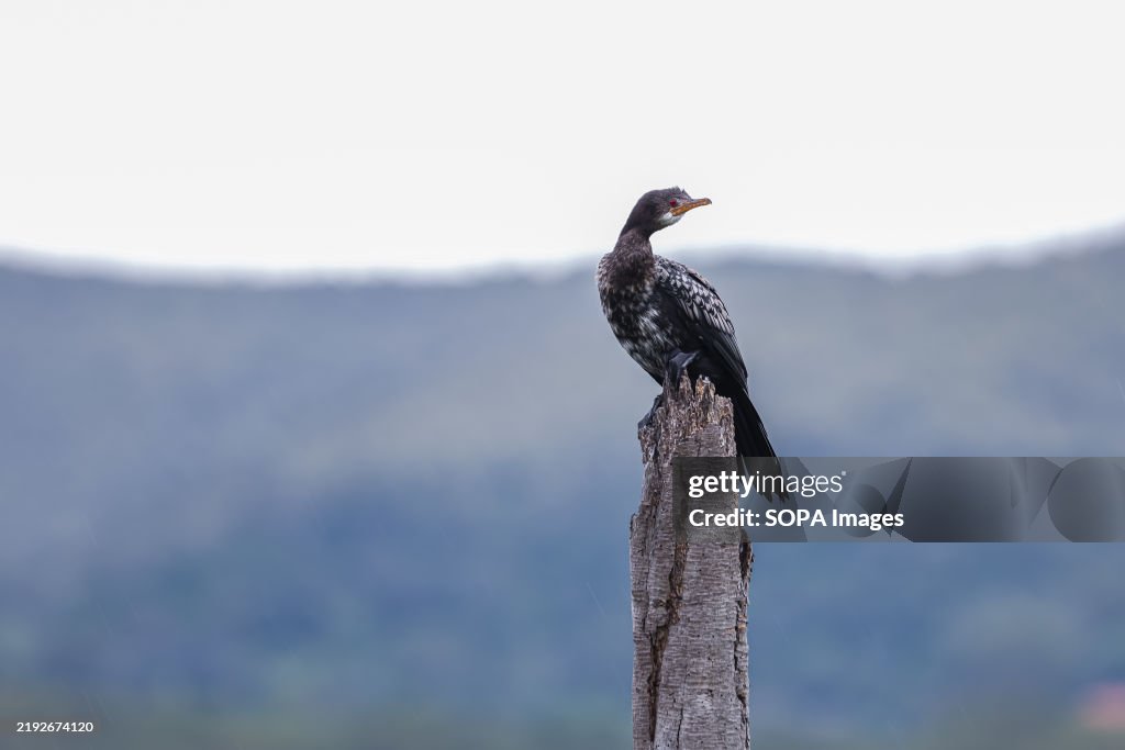 A Reed Cormorant bird standing on a dead tree at the shores...