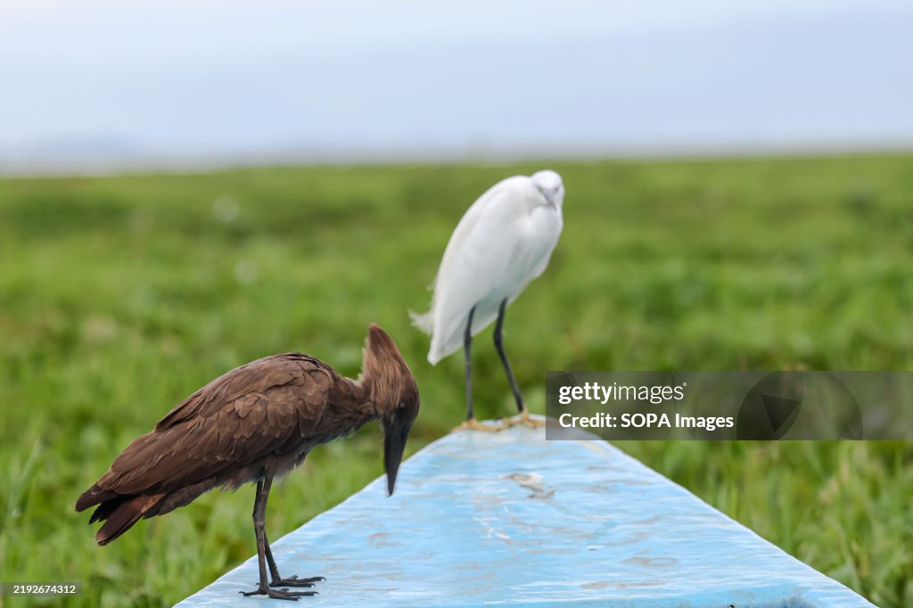 A Hamerkop (L) and a small snow-white with slender dark bill...