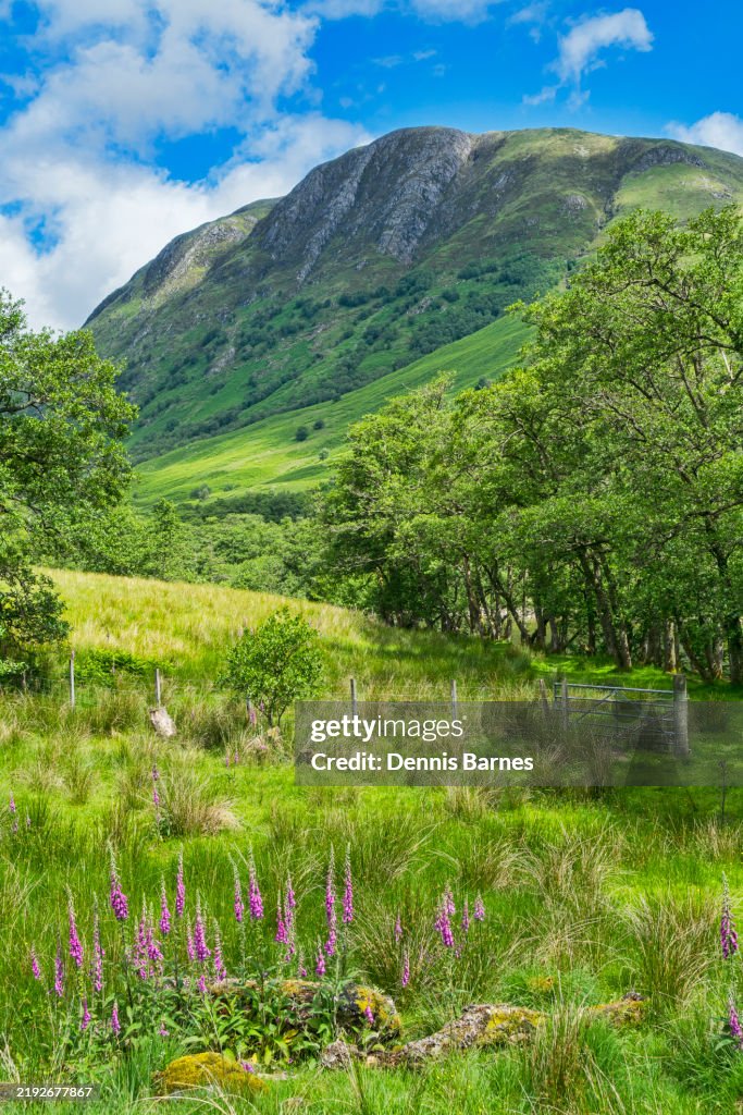 Looking north east to Ben Nevis, from Glen Nevis. Near Fort William, Highland Region, Scotland UK