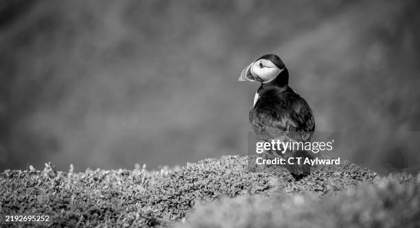 skomer island puffins pembrokeshire national park - auk stock pictures, royalty-free photos & images