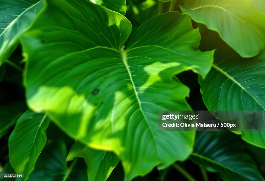 Large green leaves with distinct veins,Forming a lush,Tropical foliage
