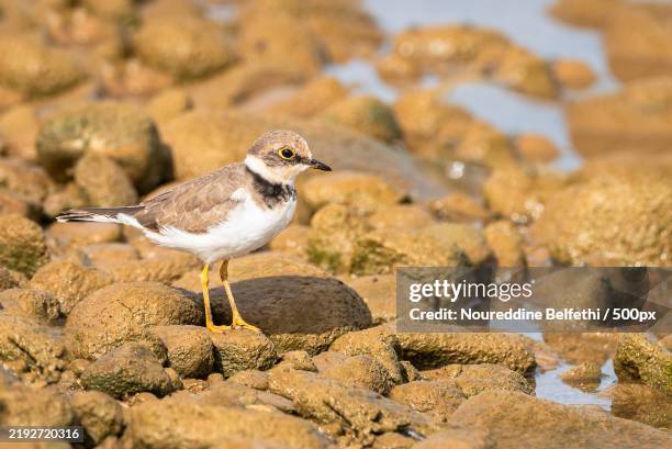 close-up of sandpiper perching on rock,algeria - plover stock pictures, royalty-free photos & images