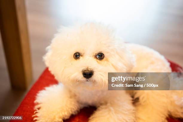 cute white dog of the bichon frize breed - bichon frize stock pictures, royalty-free photos & images