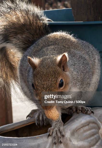 close-up of gray squirrel,united states,usa - elephant peanuts stock pictures, royalty-free photos & images