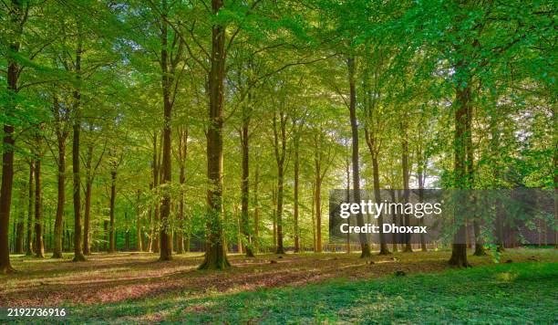 tranquil forest scenery with sunlight filtering through lush green foliage - dappled light stock pictures, royalty-free photos & images
