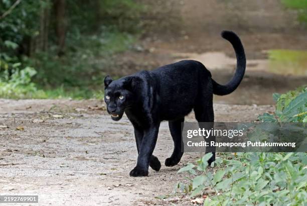 black leopard is walking in a deep forest. wildlife conservation concept. - schwarzer panther stock-fotos und bilder