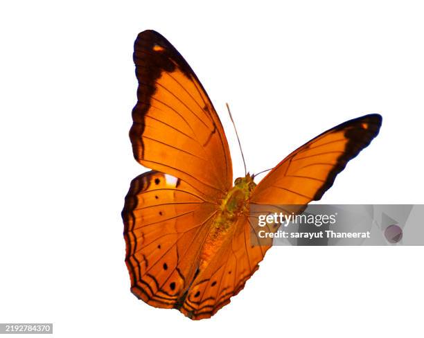 butterfly orange. natural yellow butterfly isolated on white background. beautiful monarch butterfly isolated on white background. colorful monarch butterfly isolated on white. - farfalla foto e immagini stock
