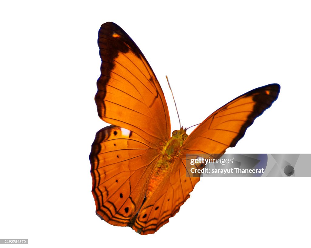 Butterfly Orange. natural yellow butterfly isolated on white background. Beautiful Monarch butterfly isolated on white background. colorful monarch butterfly isolated on white.