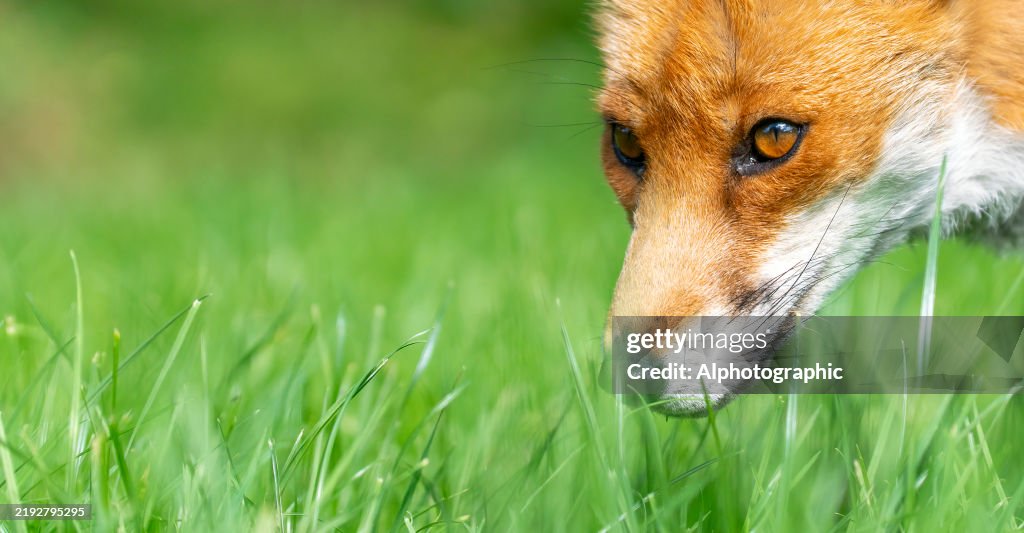 Wild Red Fox in the UK