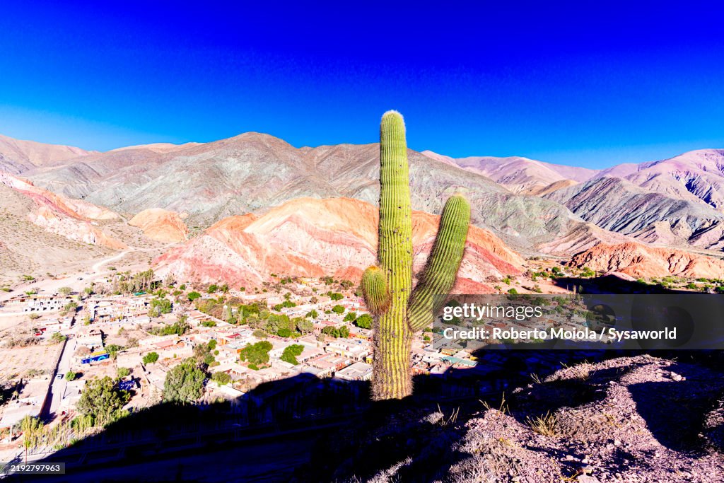 Lone cactus on hills, Purmamarca, Argentina