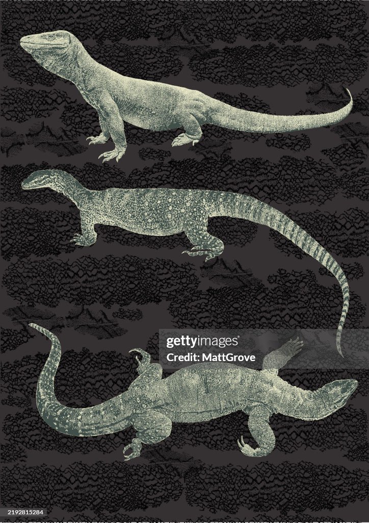 Giant Monitor Lizard Komodo Dragon