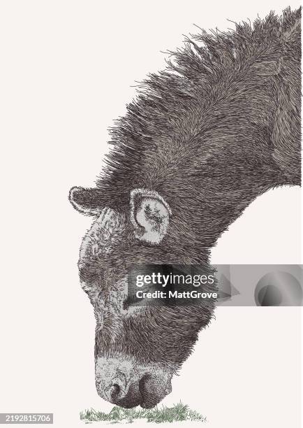 donkey head from the side - donkey head stock illustrations