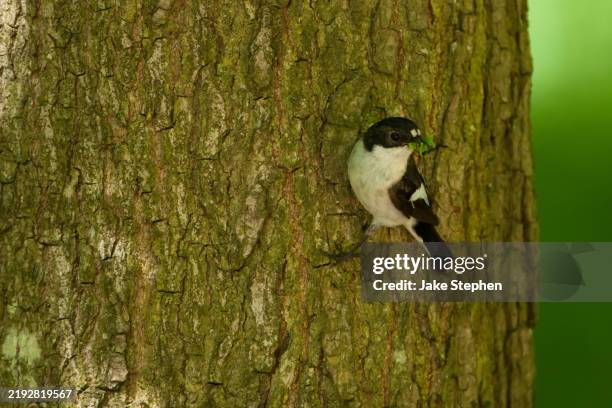 male pied flycatcher on tree trunk with food. - wrexham stock pictures, royalty-free photos & images