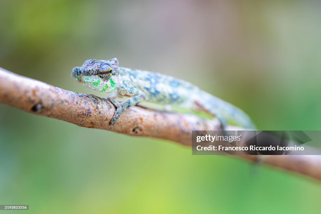 Small colorful Chameleon close up