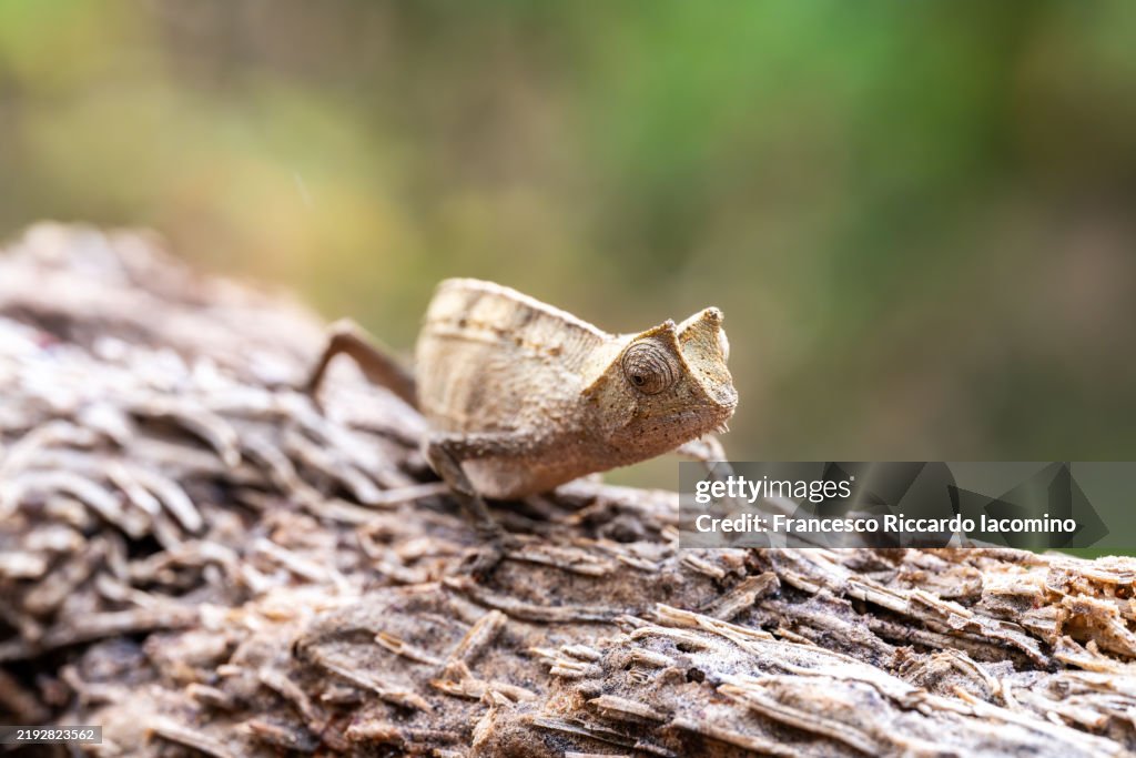 Small Brookesia Chameleon close up