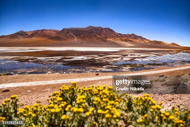 vibrante paisaje desértico con flores amarillas y lago de montaña reflectante en atacama - región de atacama fotografías e imágenes de stock
