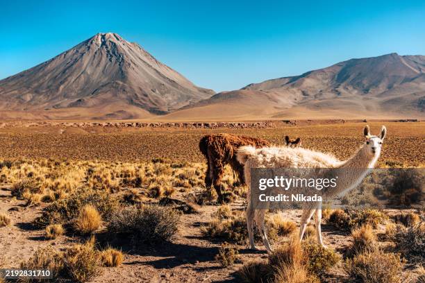 lamas grasen in der atacama-wüste mit bergigem hintergrund - chile stock-fotos und bilder