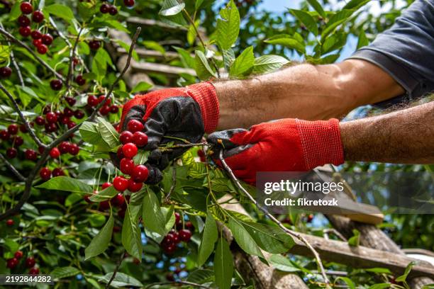 a man picking cherries with his red-gloved hands - cherry stock pictures, royalty-free photos & images