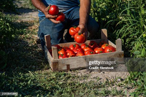 l'agricoltore mette i pomodori raccolti dal campo nella cassa - cassetta foto e immagini stock