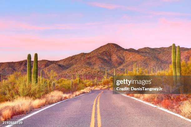 strada panoramica nel parco nazionale del saguaro - deserto del sonoran foto e immagini stock