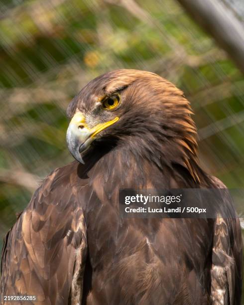 close-up of golden eagle - steinadler stock-fotos und bilder