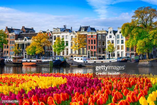 amsterdam city houses at canal waterfront with spring tulips - amsterdam stock pictures, royalty-free photos & images