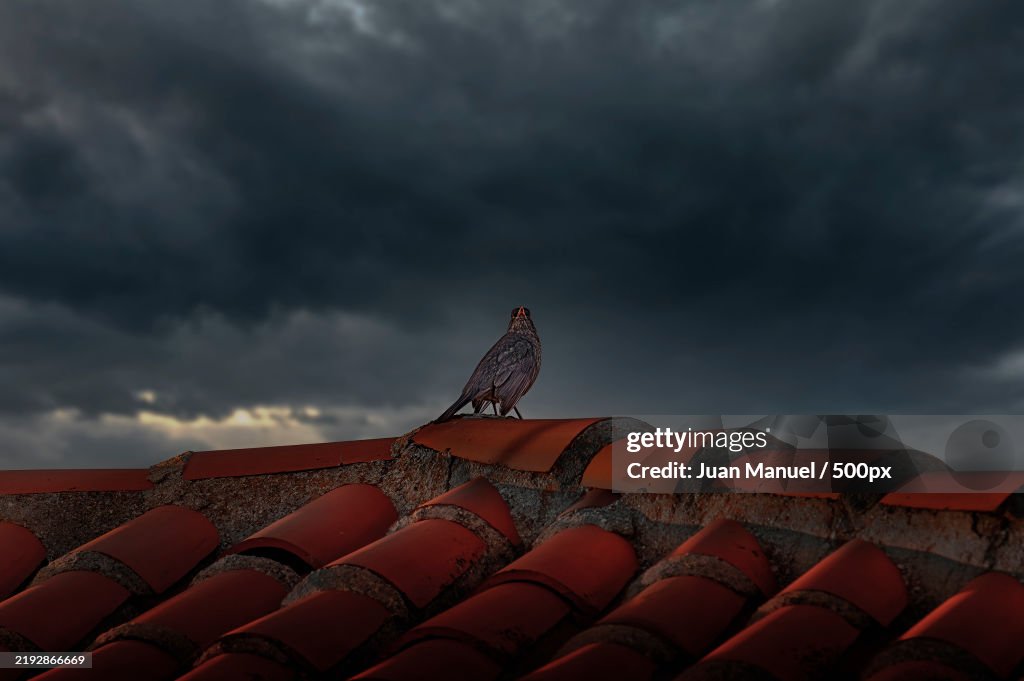 Low angle view of pigeon perching on roof against sky,Spain