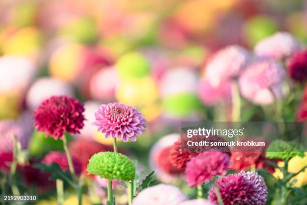 fresh chrysanthemum flower - chrysanthemum stock pictures, royalty-free photos & images