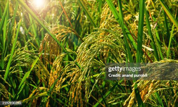 Large Rice Paddy 122,452 Rice Paddy Stock Photos, High-Res Pictures, and Images - Getty ...