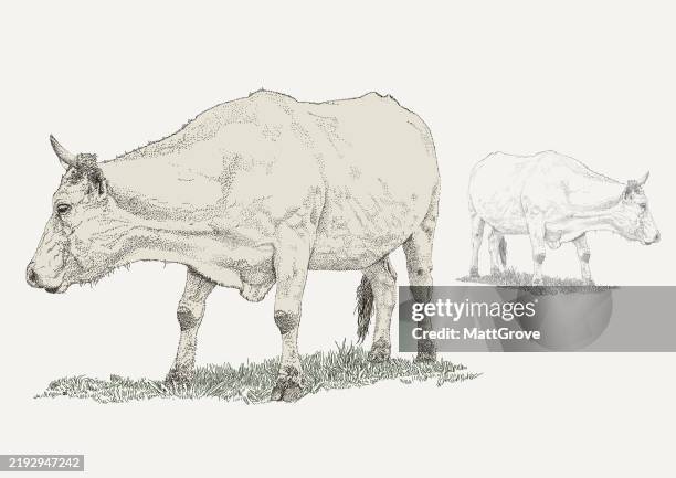 cow - herd stock illustrations