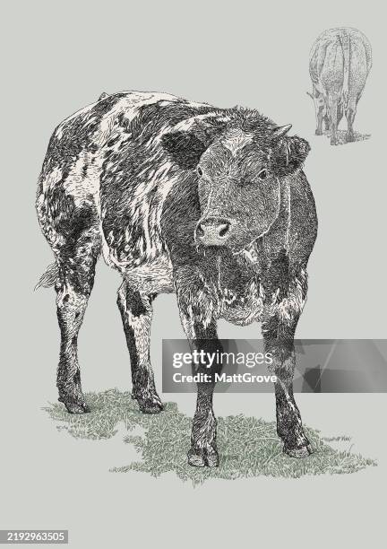 cow head-on - holstein friesian cattle stock illustrations