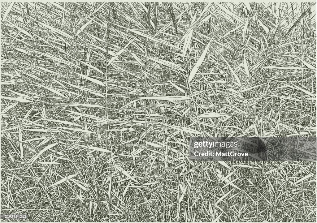 Phragmites Australis Common Reed