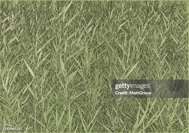 common reed - marsh stock illustrations