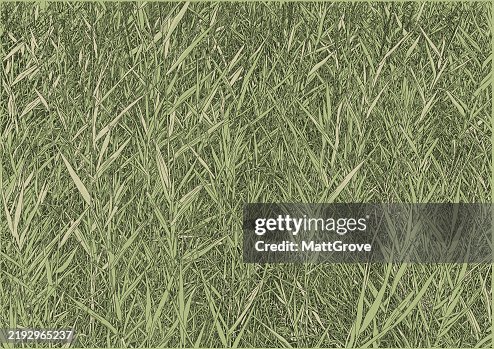 Common Reed Common Reed